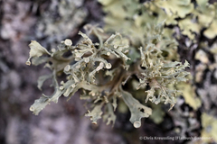 Ramalina americana