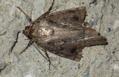 Amphipyra pyramidea