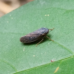 Gyponini