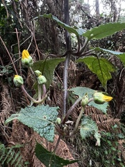 Munnozia senecionidis