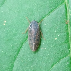 Gyponini