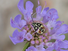 Carpocoris