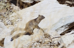 Otospermophilus variegatus