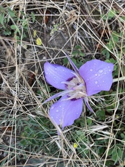 Calochortus macrocarpus