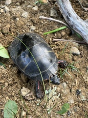 Chrysemys picta picta