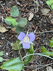Calochortus macrocarpus