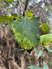 Munnozia senecionidis