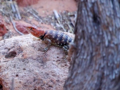 Sceloporus magister