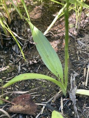 Spiranthes casei casei