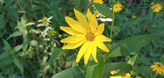 Helianthus divaricatus