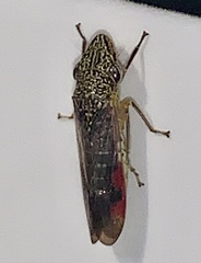 Homalodisca liturata