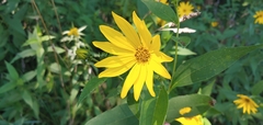 Helianthus divaricatus