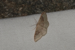 Idaea degeneraria