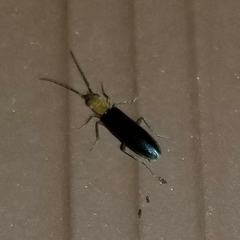 Tenebrionoidea