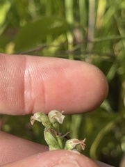 Spiranthes casei casei