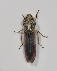 Homalodisca liturata