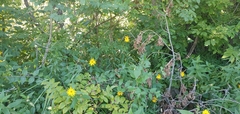 Helianthus divaricatus