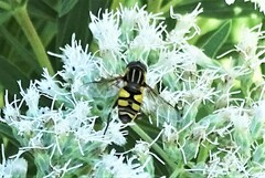 Helophilus fasciatus