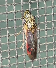 Homalodisca liturata