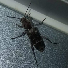 Xylotrechus smei