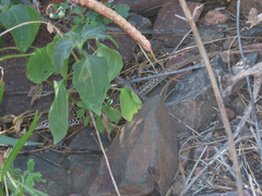 Aspidoscelis tesselatus