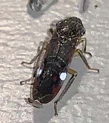 Homalodisca liturata