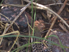 Aspidoscelis tesselatus