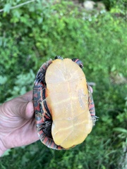 Chrysemys picta picta