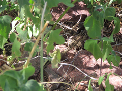 Aspidoscelis tesselatus