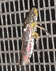Homalodisca liturata