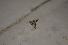 Petrophila confusalis