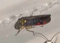 Homalodisca liturata