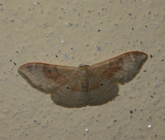 Idaea degeneraria