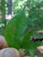 Pterygota