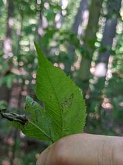 Pterygota