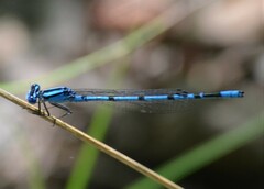 Enallagma doubledayi