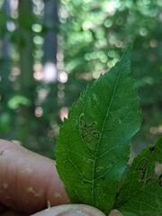 Pterygota