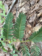 Chamaecrista