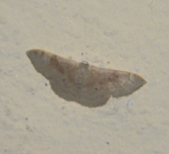 Idaea degeneraria