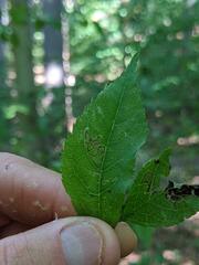 Pterygota