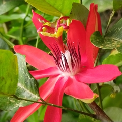 Passiflora miniata