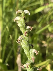 Spiranthes casei casei