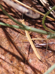 Yersiniops solitarius