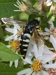 Bicyrtes quadrifasciatus