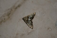 Petrophila confusalis