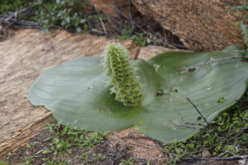 Image of Massonia bifolia by (c) Tony Rebelo, some rights reserved (CC BY-SA)