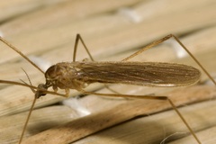 Erioptera