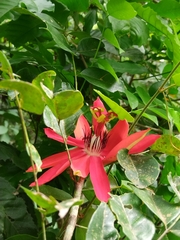 Passiflora miniata