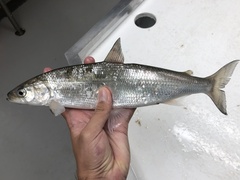 Coregonus artedi