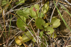Halerpestes cymbalaria